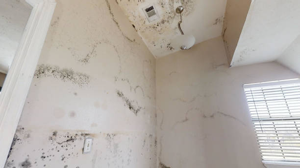 Best Post-Construction Mold Inspection  in Rio Pinar, FL