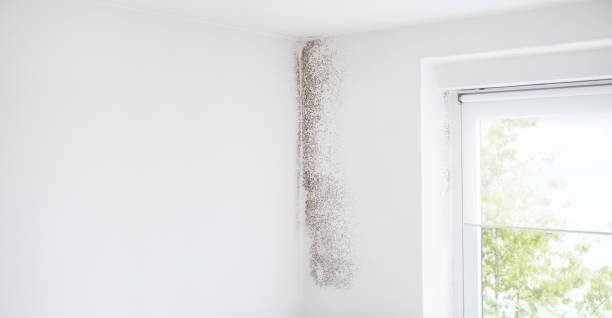 Best Basement Mold Removal  in Rio Pinar, FL