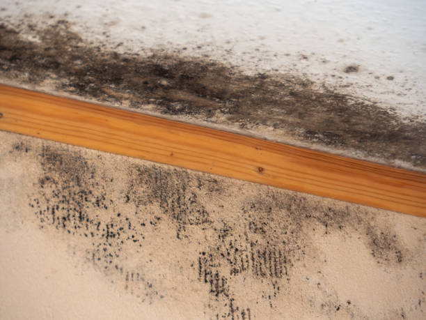 Mold Remediation for Vacation Homes in Rio Pinar, FL