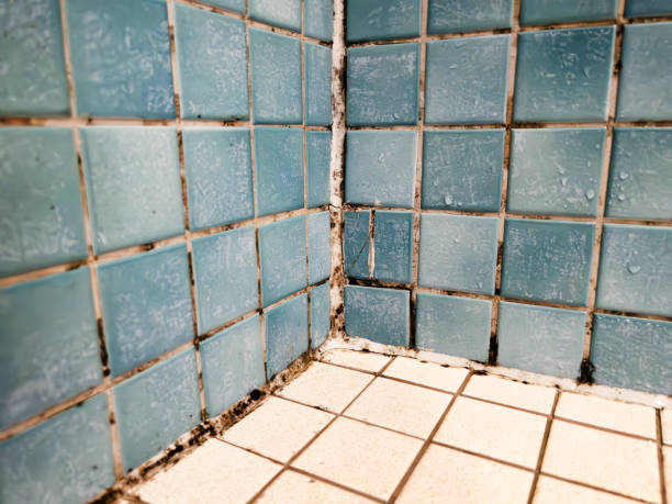 Best Comprehensive Air Testing for Mold Contaminants  in Rio Pinar, FL
