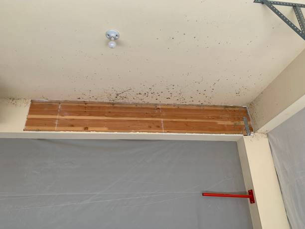 Best Black Mold Removal  in Rio Pinar, FL