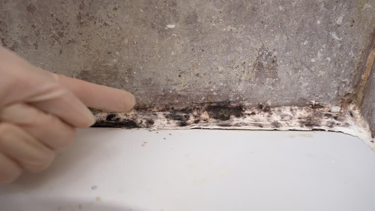Best Asbestos and Lead Testing During Mold Inspection  in Rio Pinar, FL