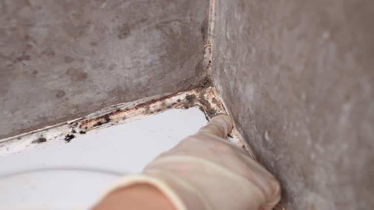 Best Mold Remediation for Healthcare Facilities  in Rio Pinar, FL